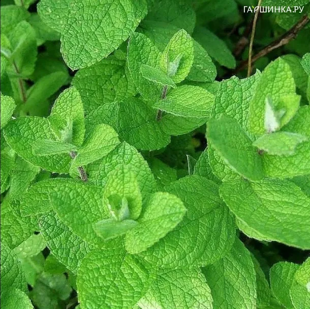 Мята Легкий салат (ванильная)