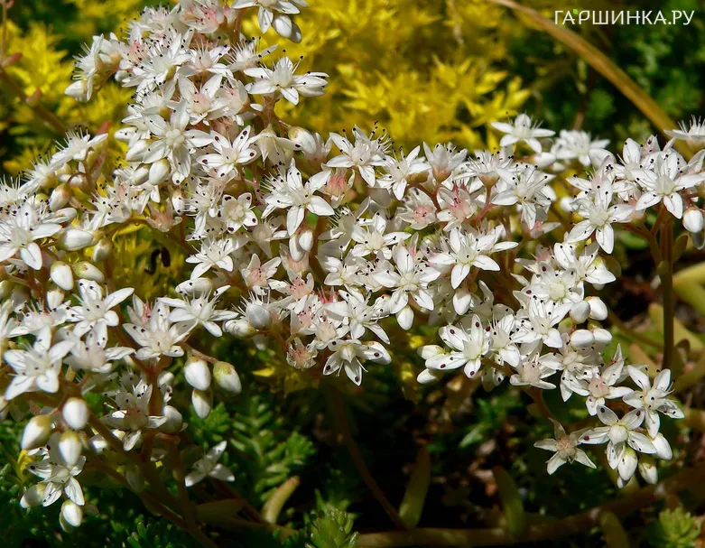 Очиток (седум) белый
