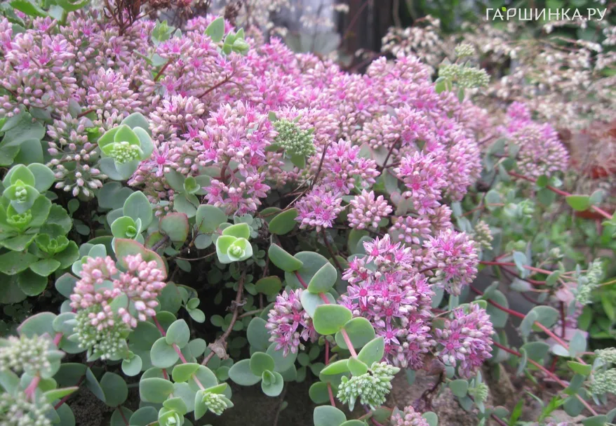 Очиток (седум) Эверса