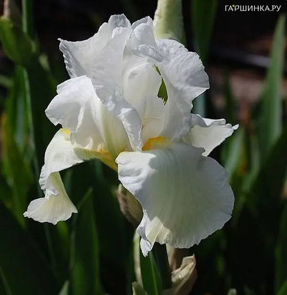 Ирис бородатый Клиффс оф Дувр