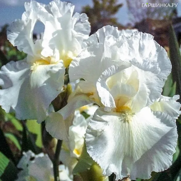 Ирис бородатый Гловинг Серафин