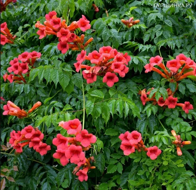 Кампсис Урсынов