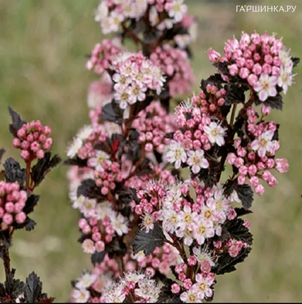 Пузыреплодник Тайни Вайн