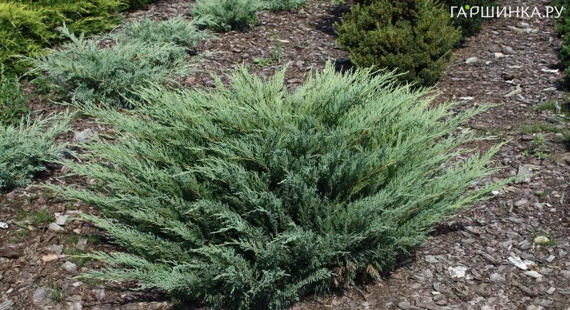 Можжевельник казацкий Глаука