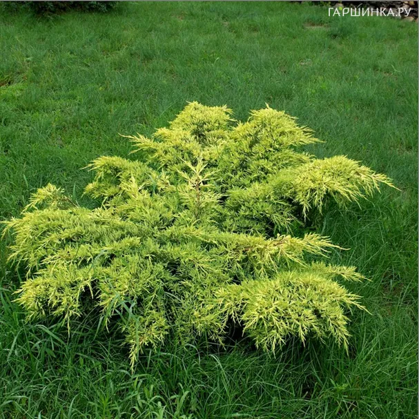 Можжевельник виргинский Голден Спринг