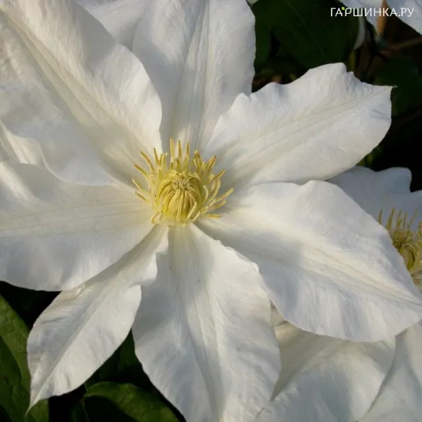 Клематис Токи крупноцветковый (2)