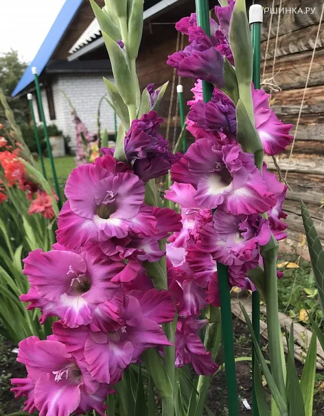 Гладиолус Вувузела Фриззл