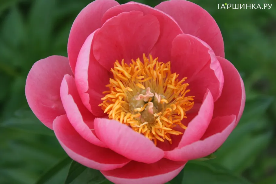 Пион Лавли Роуз