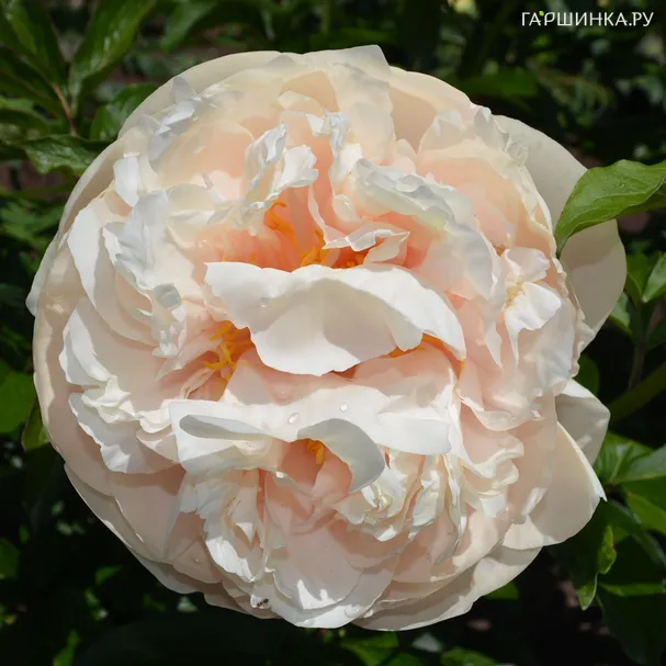 Пион Блонд Вижн