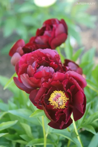 Пион Ред Глори