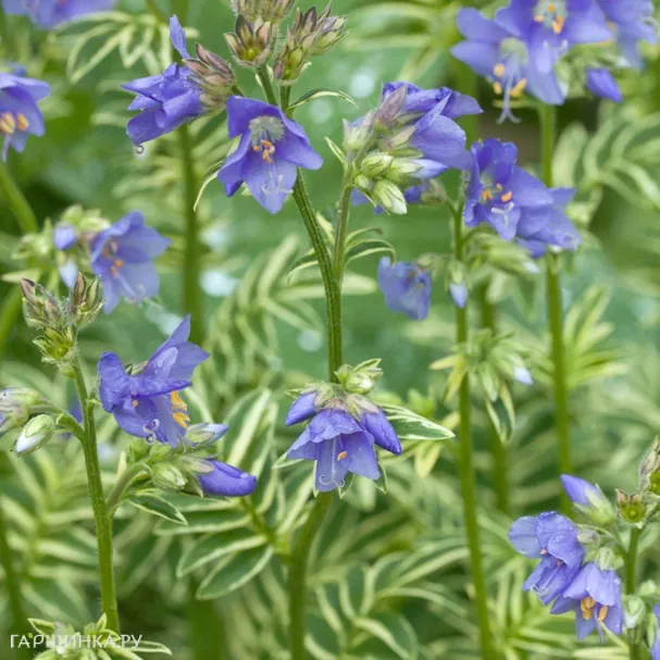 Синюха голубая Вариегата
