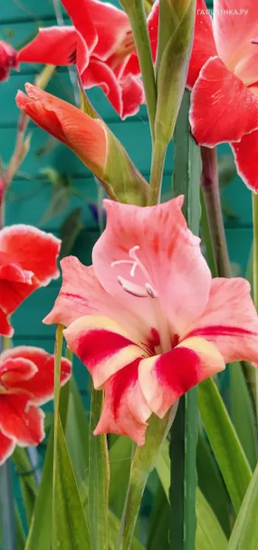 Гладиолус  мини Натали