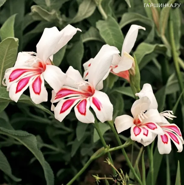 Гладиолус  мини Принц Клаус 3 шт