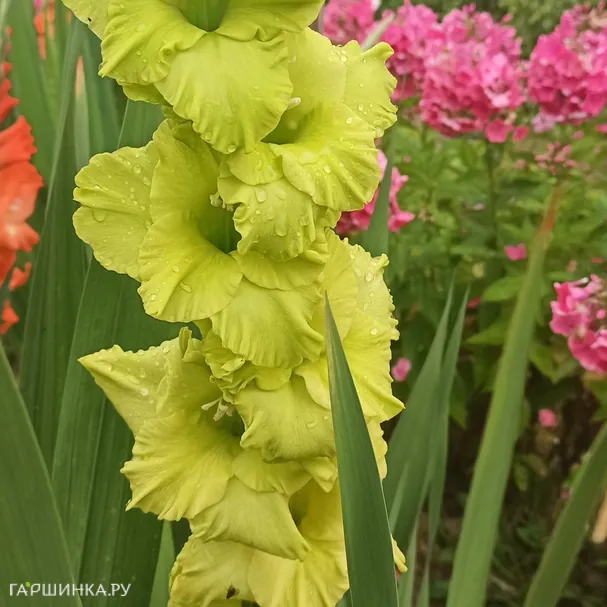 Гладиолус Грин Стар