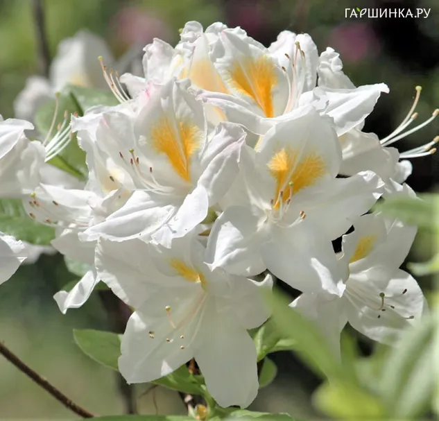 Рододендрон (Азалия) Персил