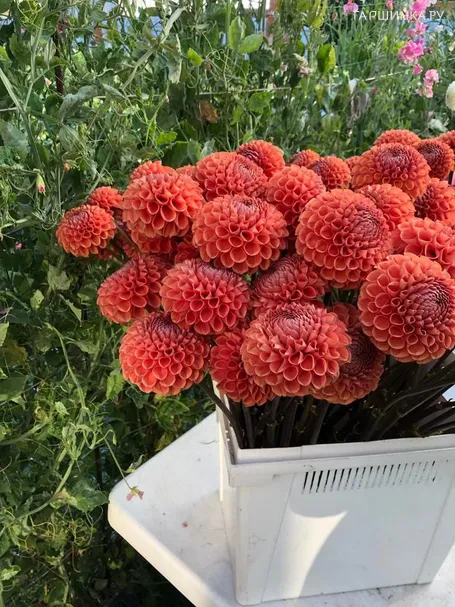 Георгина Корнел Бронз помпонная