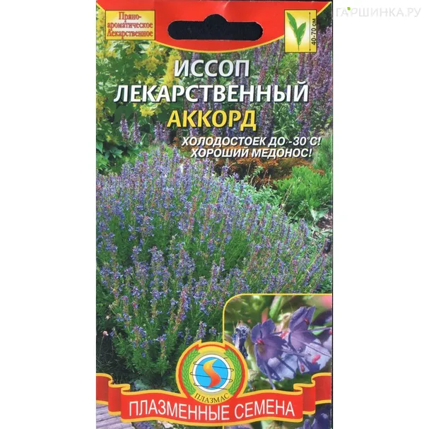 Иссоп Аккорд лекарственный ЦП 0,3 г, Плазменные семена