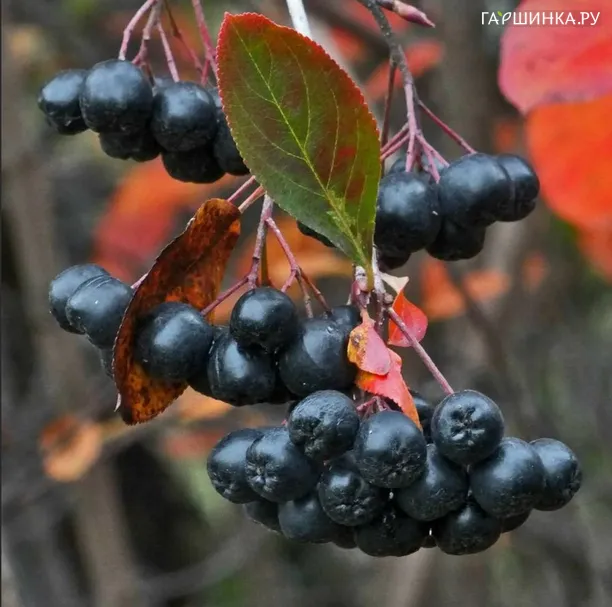 Черноплодная рябина (Арония) Амит