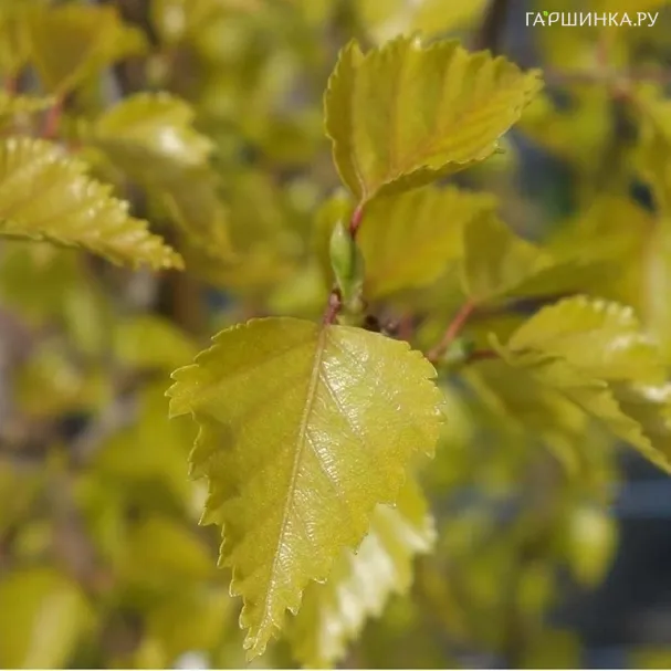 Береза повислая Голден Обелиск