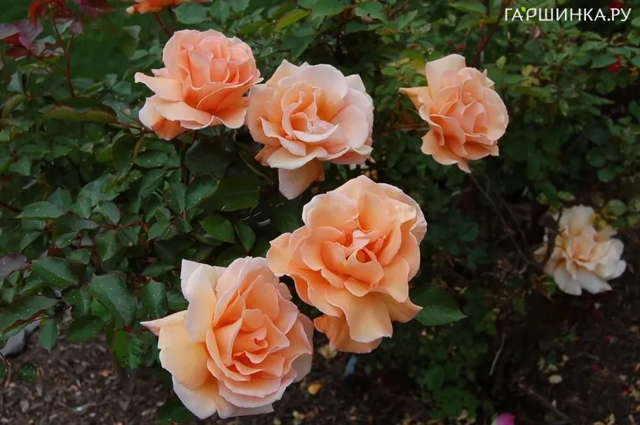 Роза Винтер Сансет кустарниковая, Imperial Rose