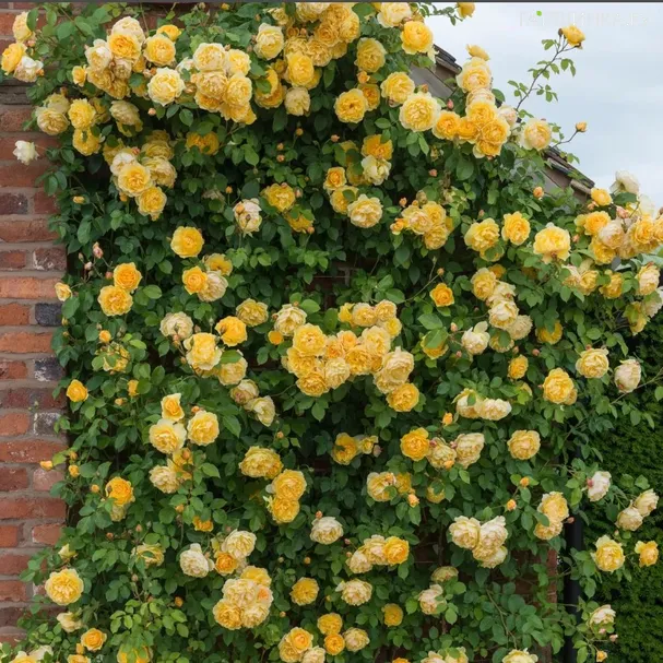 Роза Грехам Томас плетистая, Imperial Rose