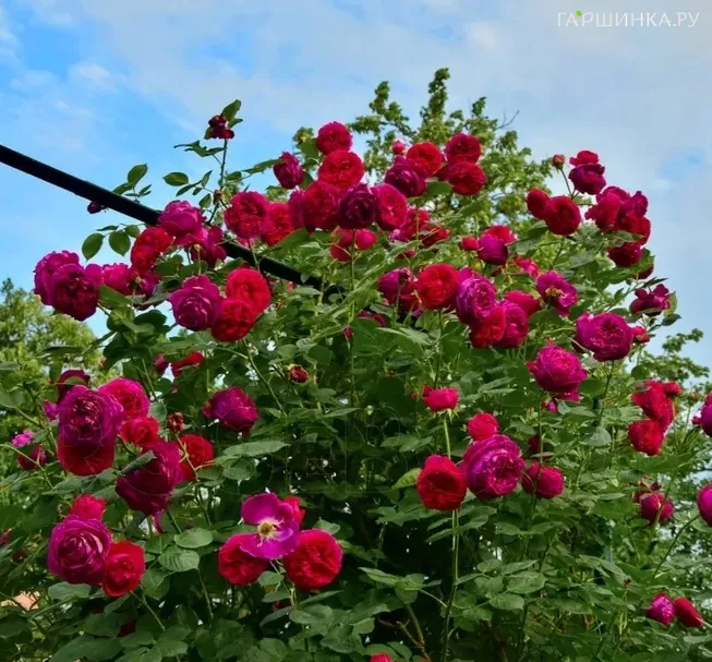 Роза Фальстаф плетистая, Imperial Rose