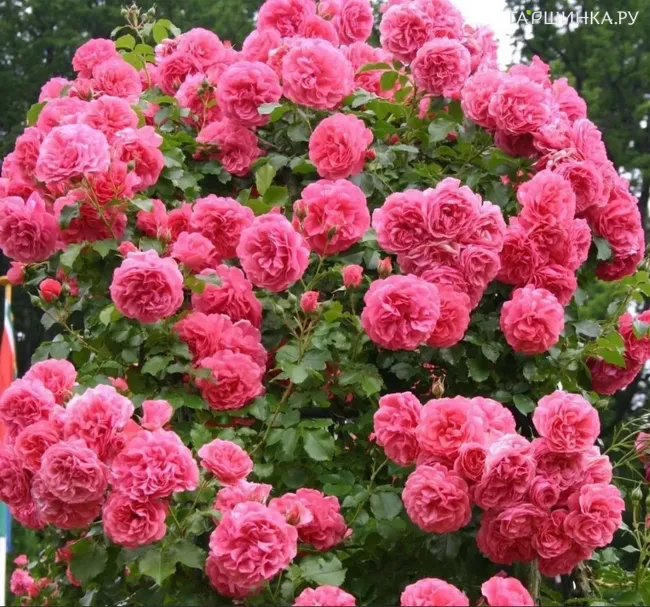 Роза Джулбер Сикер плетистая, Imperial Rose