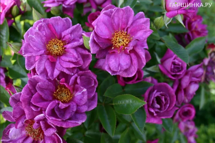 Роза Блюнетт миниатюрная, Imperial Rose