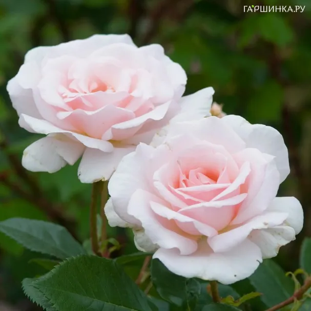 Роза Э Вайтер Шейд оф Пэйл (Белее бледного) чайно-гибридная, Imperial Rose