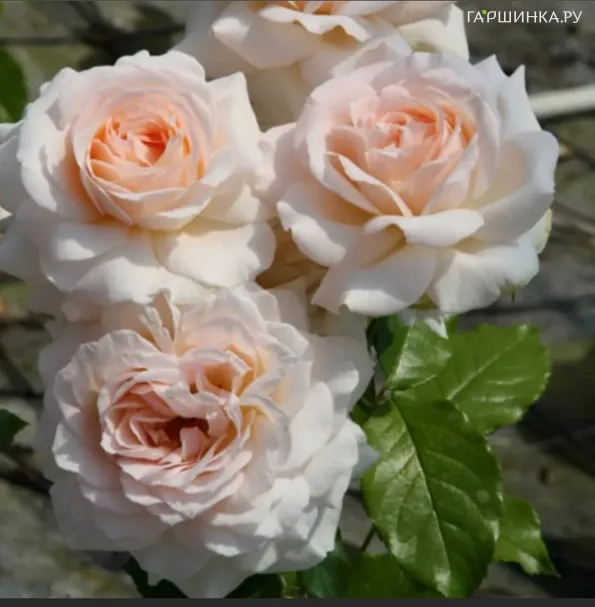 Роза Чандоз Бьюти чайно-гибридная, Imperial Rose
