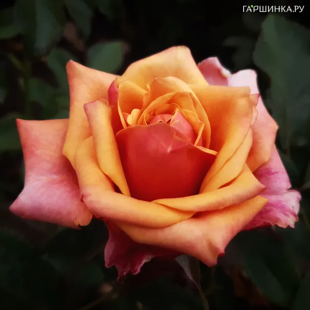 Роза Черри Бренди чайно-гибридная Imperial Rose