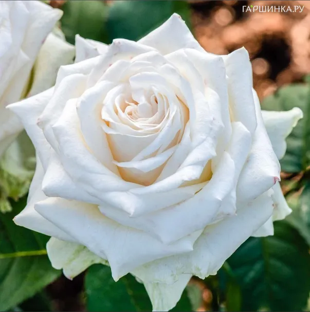Роза Доломити чайно-гибридная, Imperial Rose