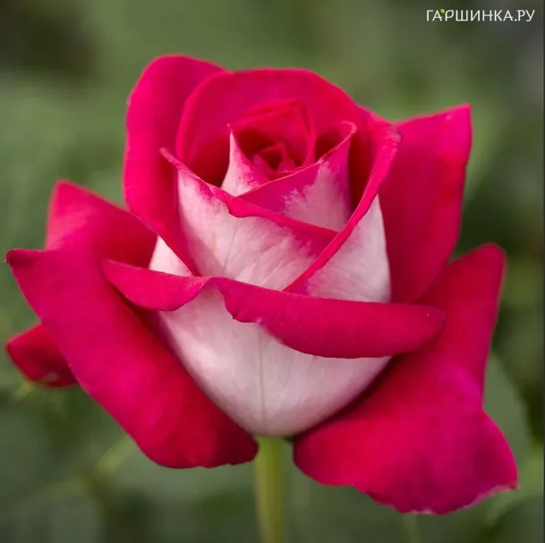 Роза Моника Белуччи чайно-гибридная, Imperial Rose