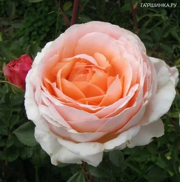 Роза Тамора чайно-гибридная Imperial Rose