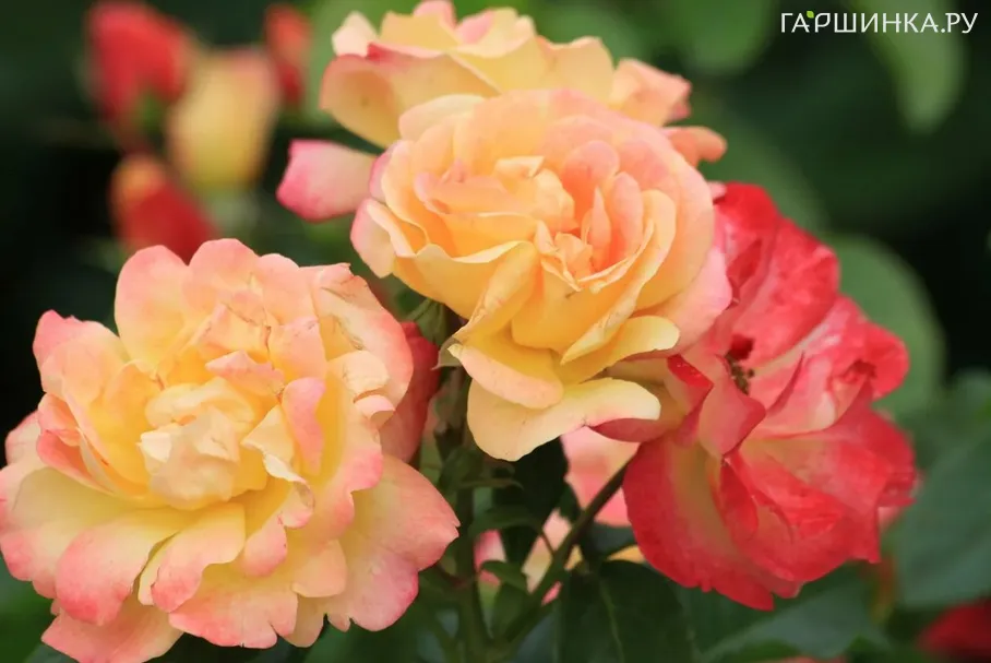 Роза Цыган чайно-гибридная, Top Roses