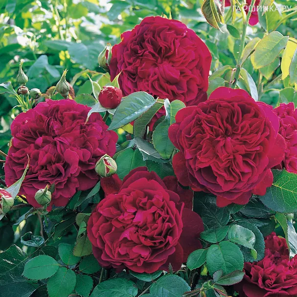 Роза Вильям Шекспир кустарниковая, Imperial Rose