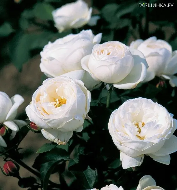 Роза Бьянка флорибунда, Империал Роуз Imperial Rose