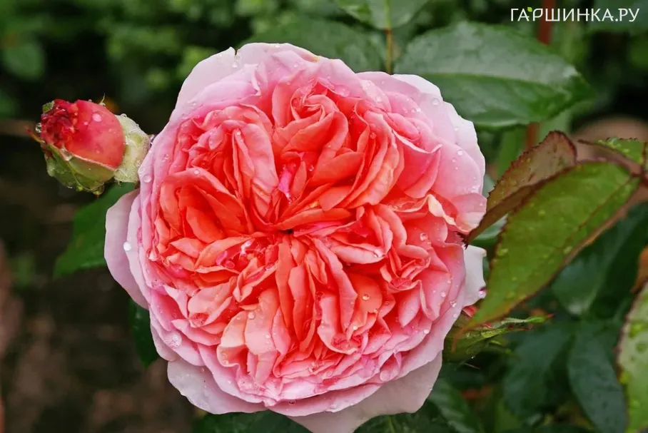 Роза Колет флорибунда, Imperial Rose