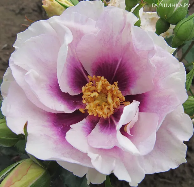 Роза Айс фо Ю флорибунда, Imperial Rose