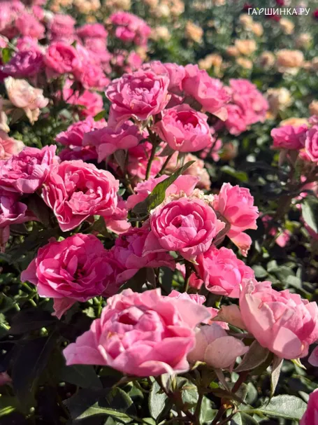Роза Ай Эм Грейтфул флорибунда, Imperial Rose