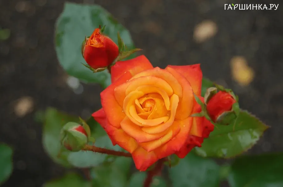 Роза Мамбо флорибунда, Imperial Rose