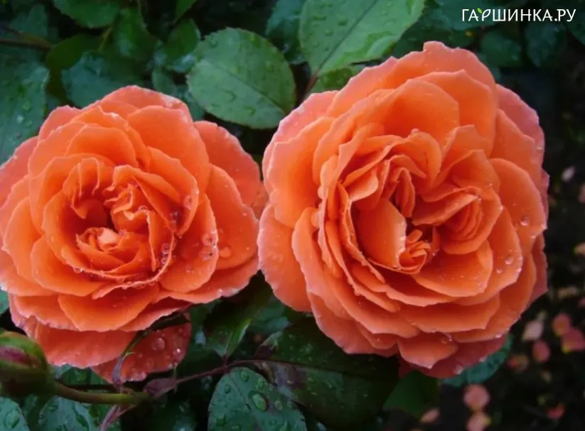 Роза Оранж Мейлав флорибунда, Imperial Rose