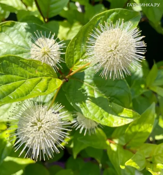 Цветоголовник западный Файбер Оптикс