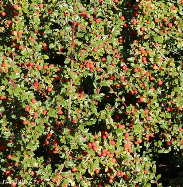 Кизильник Даммера Миранда