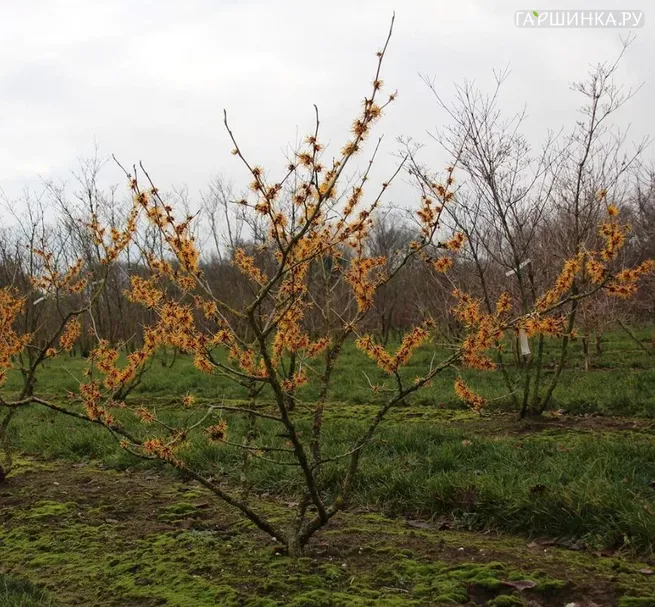 Гамамелис Оранж Бьюти