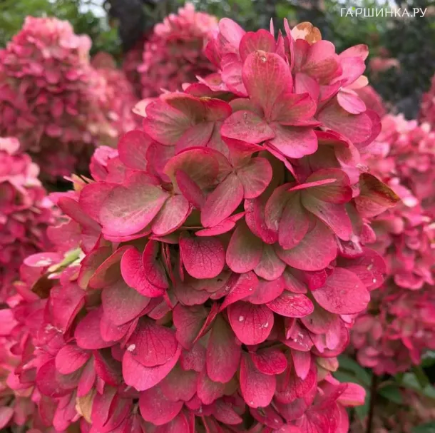 Гортензия Бонфайр (Костер) метельчатая