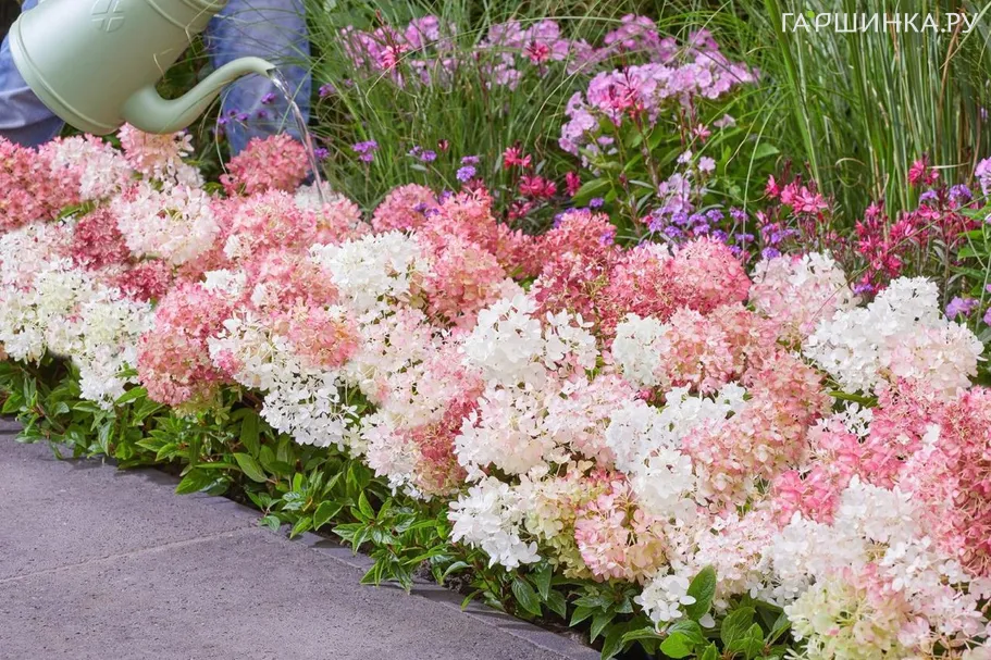 Гортензия Граундбрейкер (Первопроходец) метельчатая