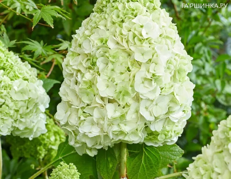 Гортензия Тара дуболистная