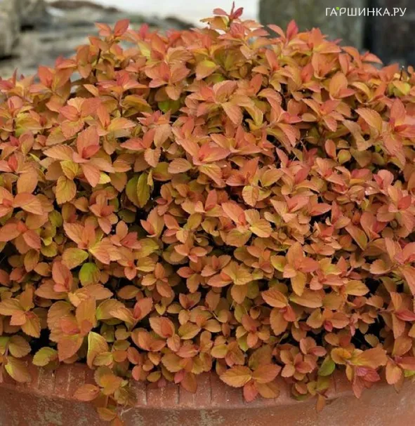 Спирея японская Дзен Спирит Карамель