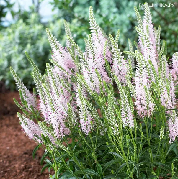 Вероника длиннолистная Пинк Дамаск